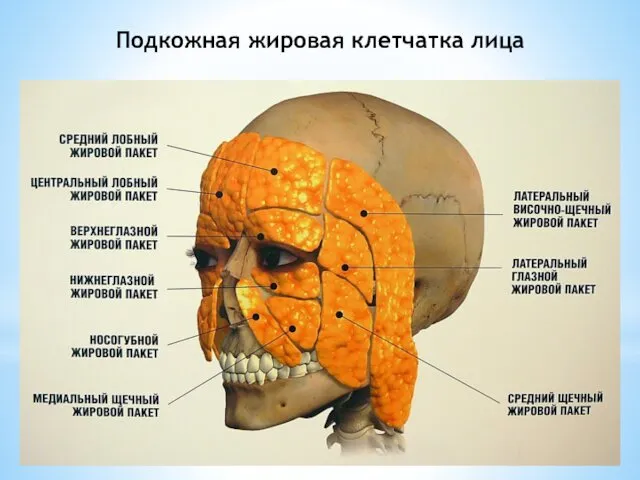 Подкожная жировая клетчатка лица