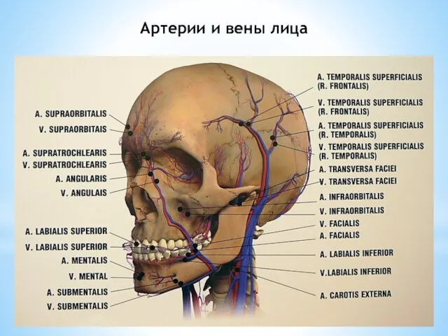 Артерии и вены лица