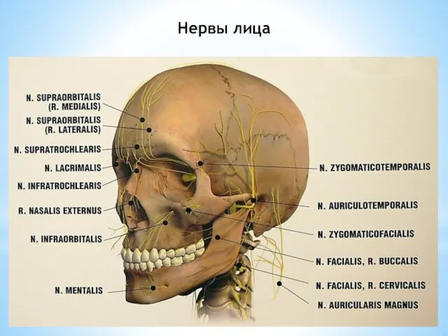 Нервы лица