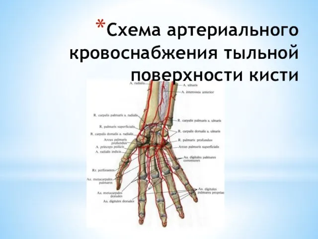 Схема артериального кровоснабжения тыльной поверхности кисти