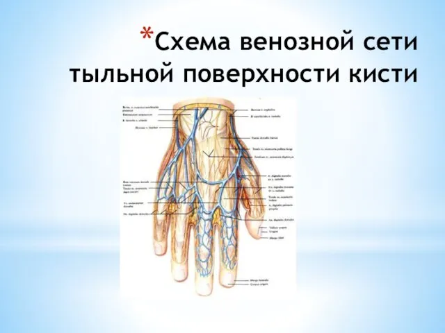 Схема венозной сети тыльной поверхности кисти