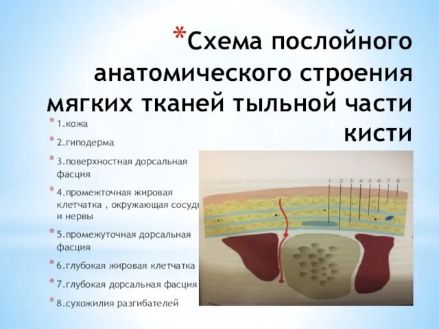 1.кожа 2.гиподерма 3.поверхностная дорсальная фасция 4.промежточная жировая клетчатка , окружающая