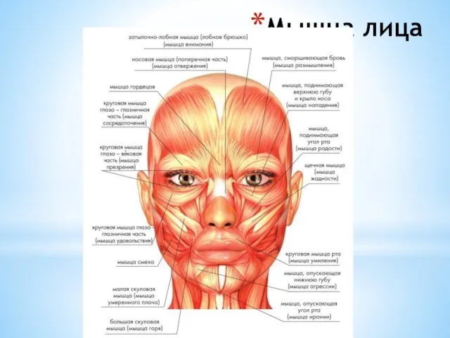 Мышца лица