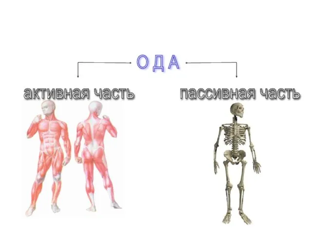 О Д А активная часть пассивная часть