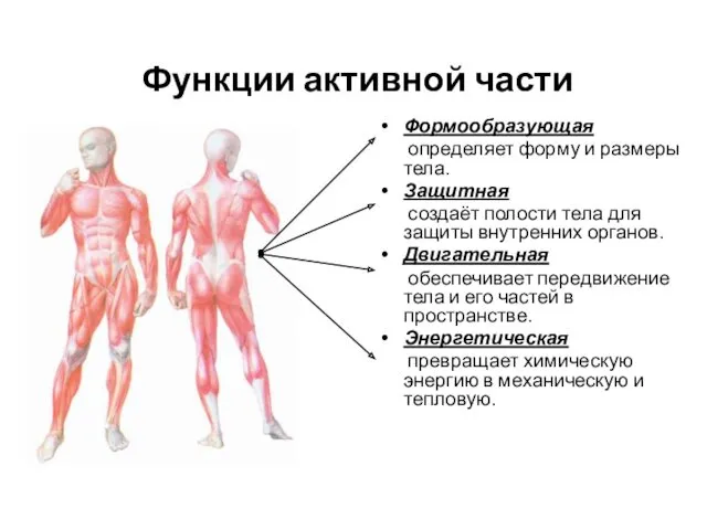 Функции активной части Формообразующая определяет форму и размеры тела. Защитная