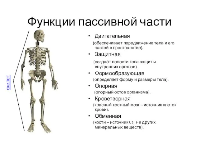 Функции пассивной части Двигательная (обеспечивает передвижение тела и его частей