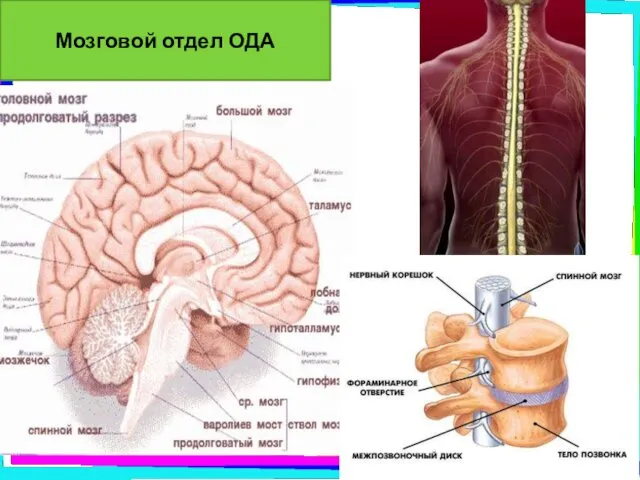 Мозговой отдел ОДА