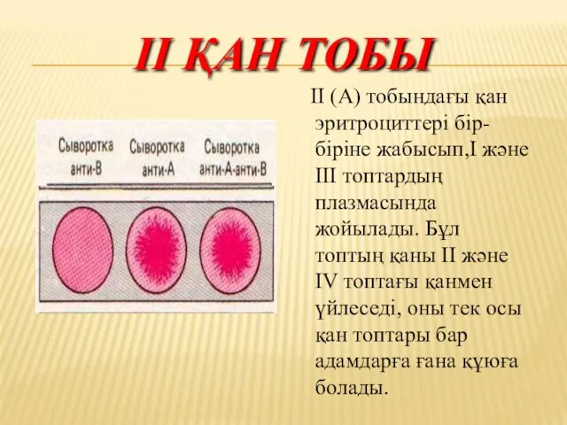 II ҚАН ТОБЫ ІІ (А) тобындағы қан эритроциттері бір-біріне жабысып,І