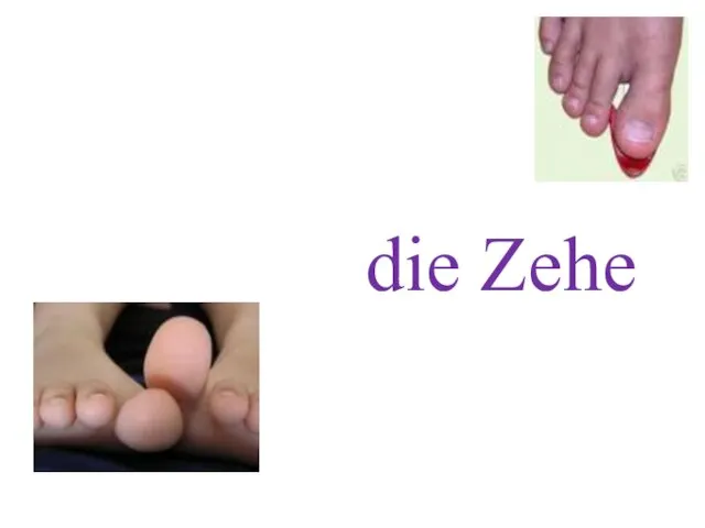 die Zehe