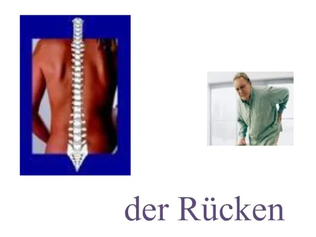 der Rücken