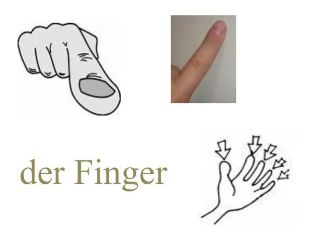 der Finger