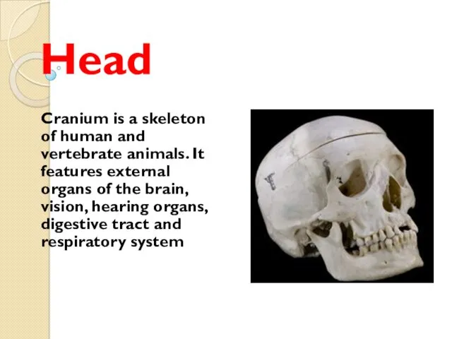 Head Cranium is a skeleton of human and vertebrate animals.