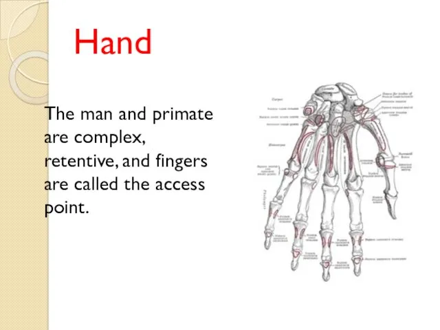 Hand The man and primate are complex, retentive, and fingers are called the access point.
