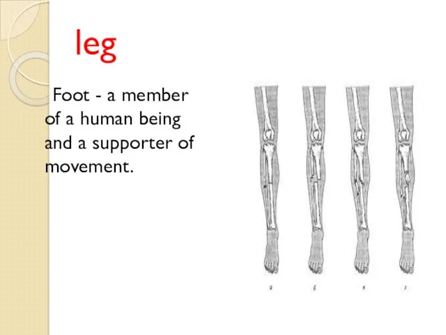 leg Foot - a member of a human being and a supporter of movement.