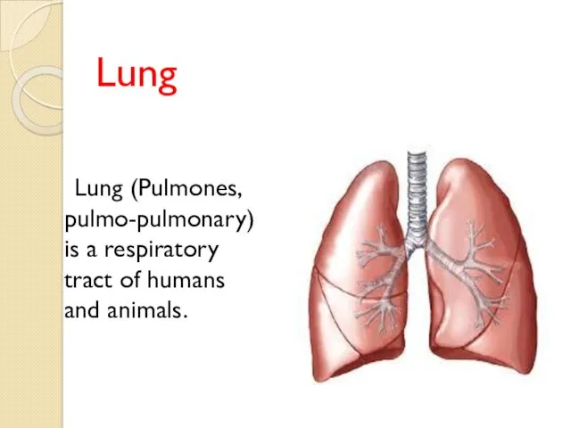 Lung Lung (Pulmones, pulmo-pulmonary) is a respiratory tract of humans and animals.
