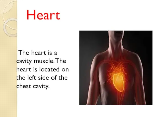Heart The heart is a cavity muscle. The heart is
