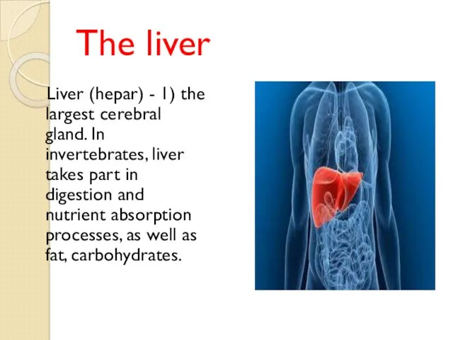 The liver Liver (hepar) - 1) the largest cerebral gland.