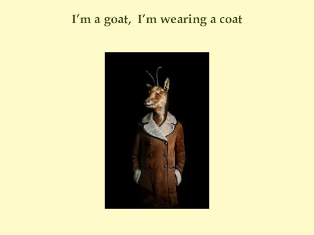 I’m a goat, I’m wearing a coat
