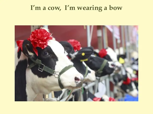 I’m a cow, I’m wearing a bow