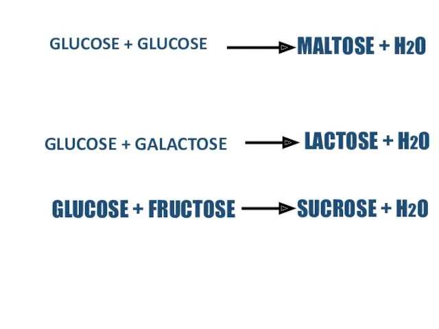 GLUCOSE + GLUCOSE GLUCOSE + GALACTOSE MALTOSE + H2O LACTOSE