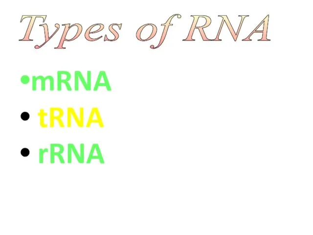 mRNA tRNA rRNA Types of RNA