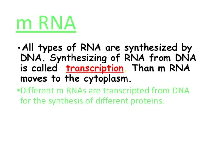 m RNA All types of RNA are synthesized by DNA.