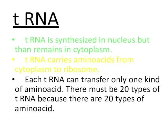 t RNA t RNA is synthesized in nucleus but than