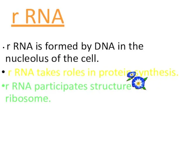 r RNA r RNA is formed by DNA in the