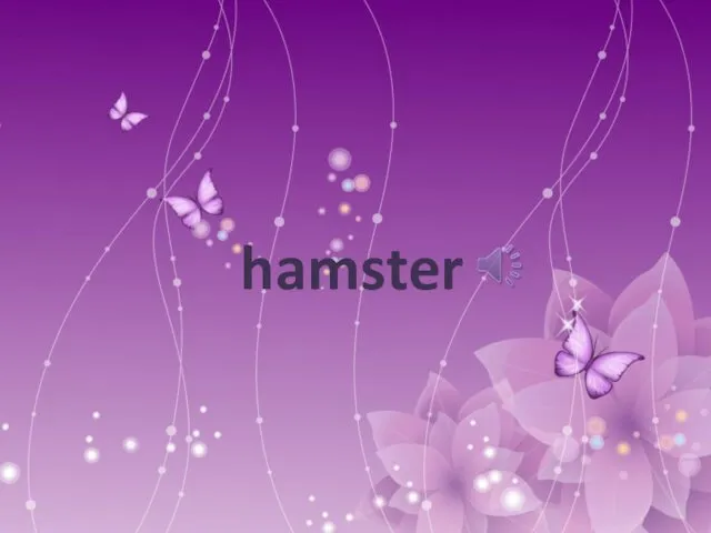 hamster