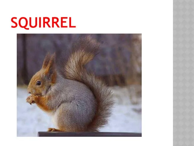 SQUIRREL