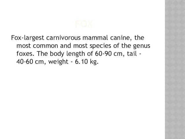 FOX Fox-largest carnivorous mammal canine, the most common and most