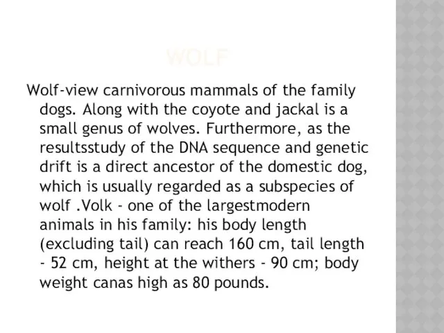 WOLF Wolf-view carnivorous mammals of the family dogs. Along with