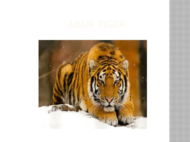 AMUR TIGER