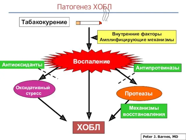 Воспаление ХОБЛ Оксидативный стресс Протеазы Механизмы восстановления Антипротеиназы Антиоксиданты Внутренние