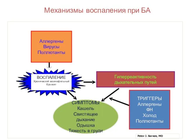 Механизмы воспаления при БА ВОСПАЛЕНИЕ Хронический эозинофильный бронхит СИМПТОМЫ Кашель