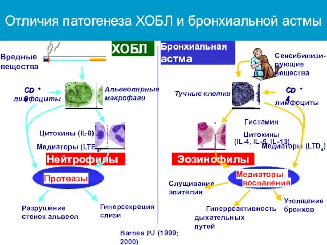 Альвеолярные макрофаги Нейтрофилы Разрушение стенок альвеол Гиперсекреция слизи Цитокины (IL