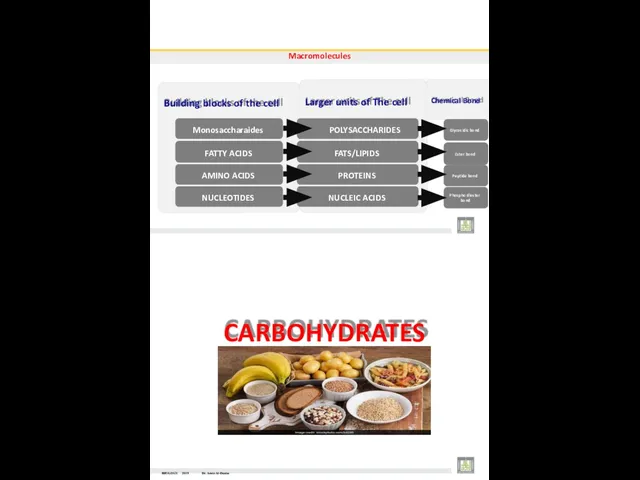 Chemical Bond Macromolecules Building blocks of the cell Monosaccharaides FATTY