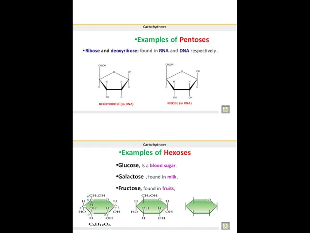 •Examples of Pentoses Carbohydrates Ribose and deoxyribose: found in RNA