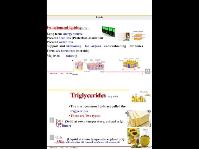 BIOLOGY 2019 Dr. Amin mponent of cell memb Al-Doaiss 4