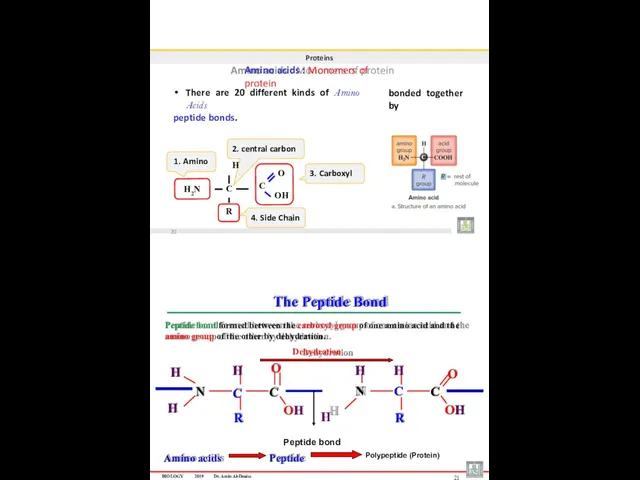 Proteins Amino acids : Monomers of protein There are 20