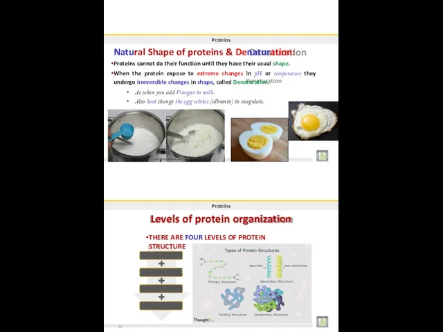 Proteins Natural Shape of proteins & Denaturation: Proteins cannot do