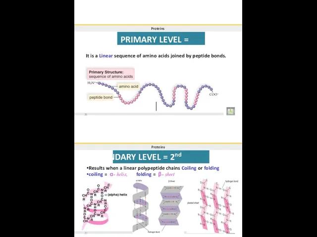 Proteins PRIMARY LEVEL = 1st It is a Linear sequence