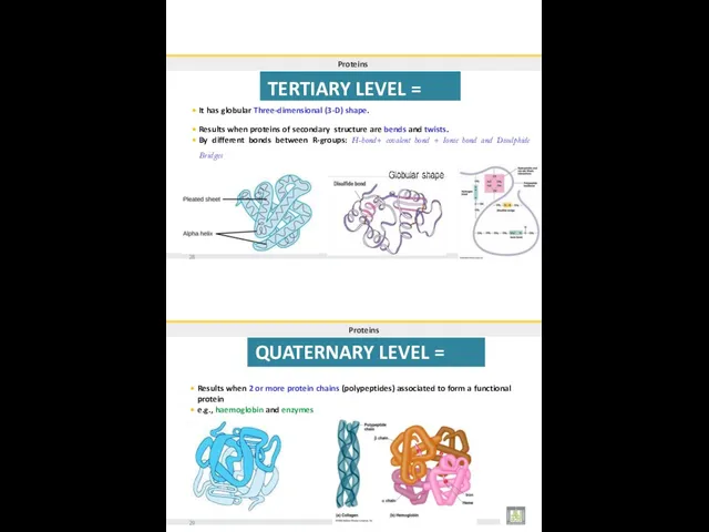 Proteins TERTIARY LEVEL = 3rd It has globular Three-dimensional (3-D)