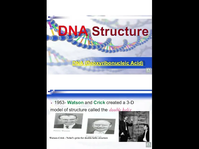 DNA (Deoxyribonucleic Acid) 1953- Watson and Crick created a 3-D