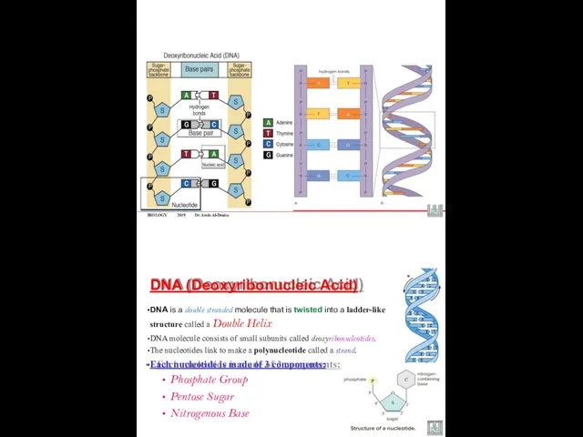 BIOLOGY 2019 Dr. Amin Al-Doaiss DNA (Deoxyribonucleic Acid) DNA is
