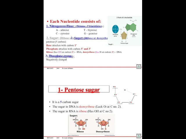 BIOLOGY 2019 Dr. Amin Al-Doaiss Each Nucleotide consists of: 1.