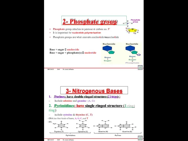 BIOLOGY 2019 Dr. Amin Al-Doaiss Phosphate group attaches to pentose