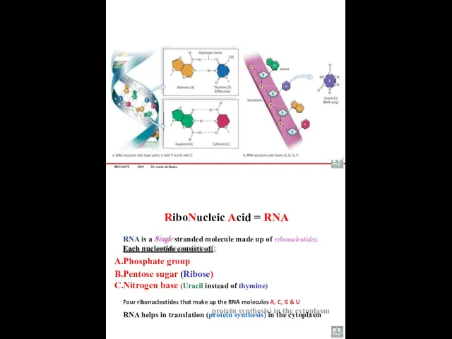 BIOLOGY 2019 Dr. Amin Al-Doaiss RiboNucleic Acid = RNA RNA