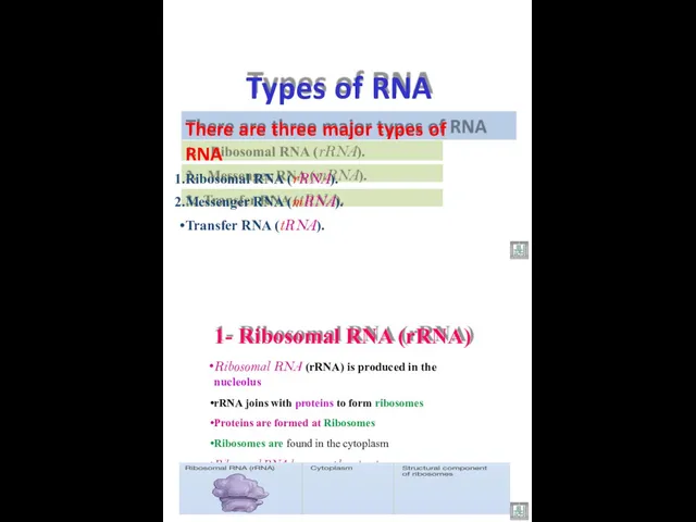 There are three major types of RNA Ribosomal RNA (rRNA).