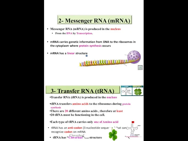 2- Messenger RNA (mRNA) Messenger RNA (mRNA) is produced in